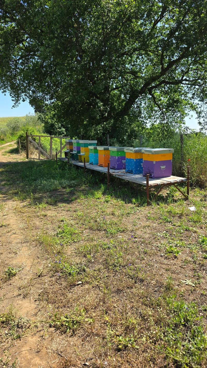 Il nostro apiario nel Parco Regionale di Veio