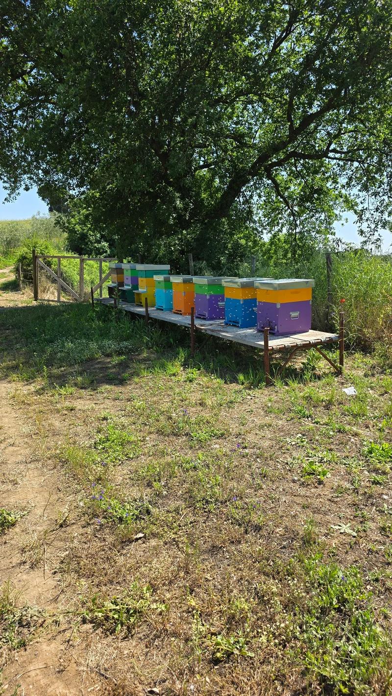 View of the apiary
